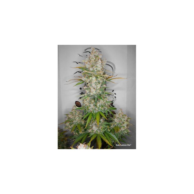 Lemon Kix Auto, Фасовка: 3, изображение 2